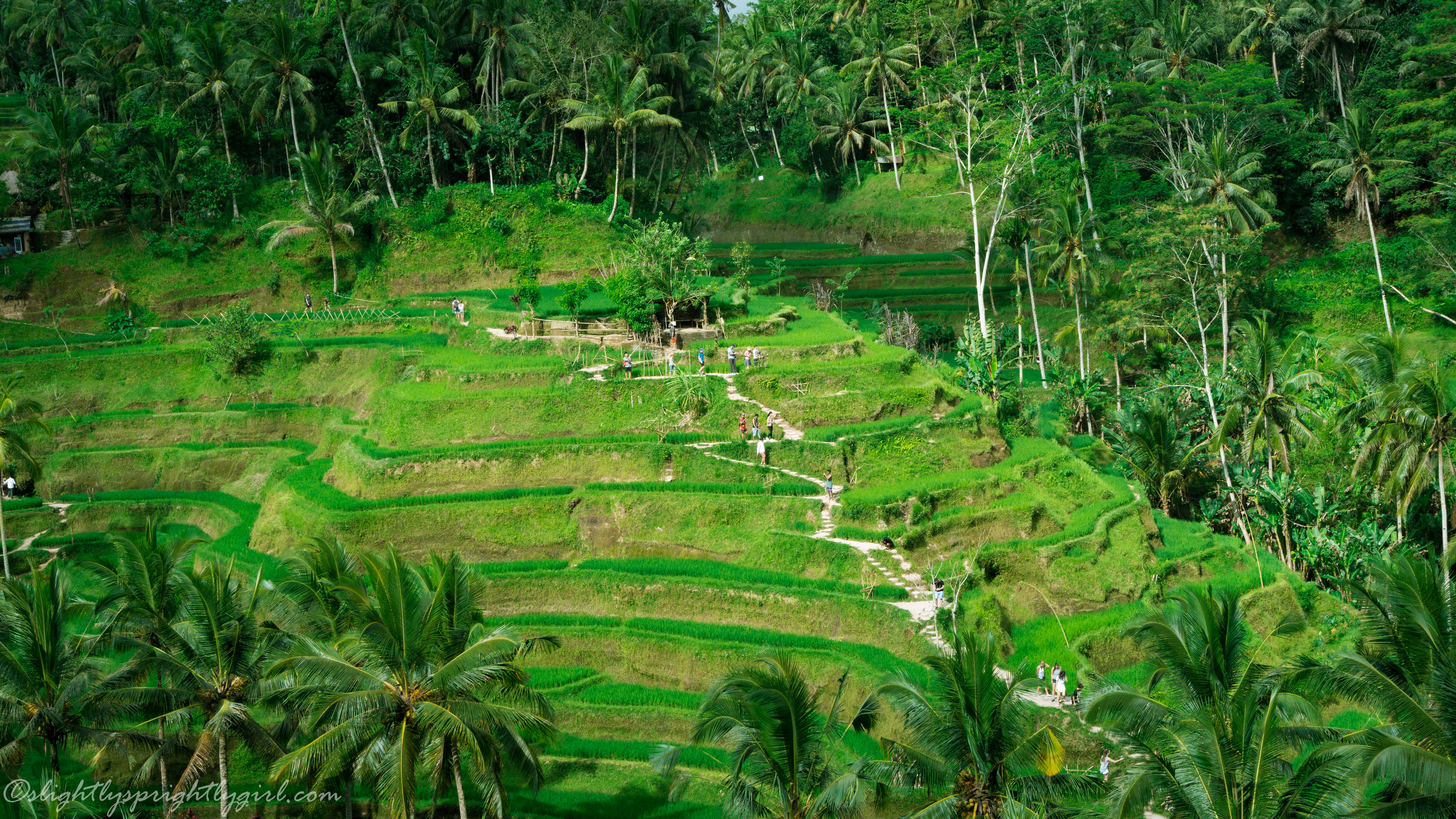 Tegallalang Rice Terrace