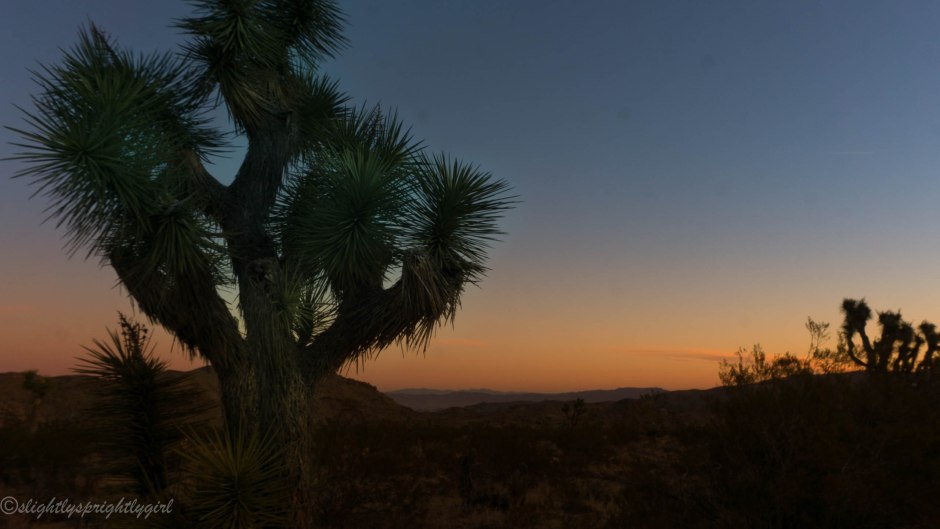 Sunrise at Joshua Tree National Park
